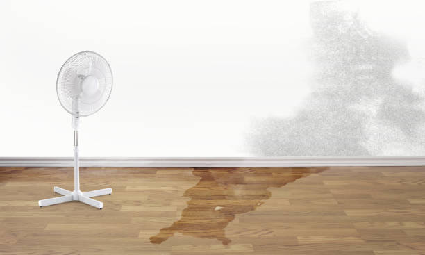 Best Water damage mitigation services  in Folcroft, PA